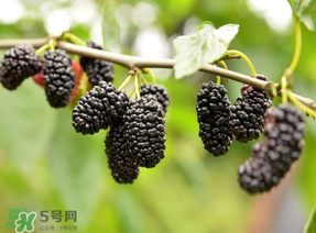 桑葚和菠蘿能一起吃嗎？桑葚可以和菠蘿一起吃嗎？