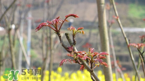 香椿葉能吃嗎？香椿葉孕婦能吃嗎？