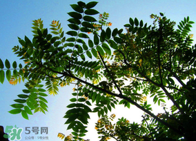 香椿放久了能吃嗎？香椿可以放多久？