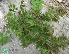 香椿長什么樣子？香椿長在什么地方？