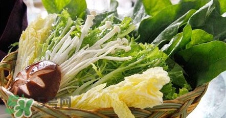 苦菊能涮火鍋吃嗎？苦菊可以涮火鍋嗎