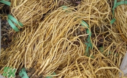 苦苣根哪里有賣(mài)？苦苣根茶在那里買(mǎi)的到
