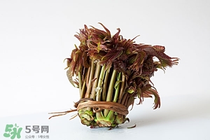 香椿樹什么時候發(fā)芽？香椿樹什么時候種植