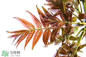 香椿樹什么時候發(fā)芽？香椿樹什么時候種植