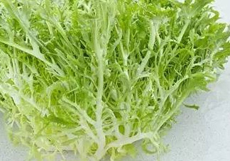 苦菊和苦苣是一種植物嗎？苦菊是不是苦苣
