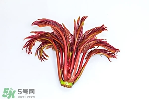 香椿樹什么時候發(fā)芽？香椿樹什么時候種植