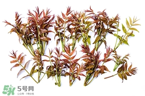 香椿樹什么時候發(fā)芽？香椿樹什么時候種植