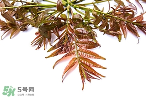 香椿樹什么時候發(fā)芽？香椿樹什么時候種植