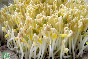 香椿和豆芽能一起吃嗎？香椿豆芽的做法大全