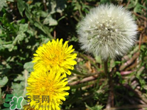 婆婆丁花能吃嗎？婆婆丁花可以吃嗎？