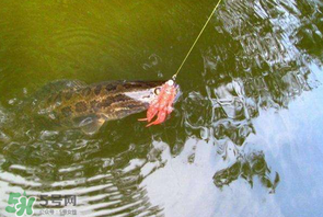 四月份能路亞黑魚嗎？路亞黑魚什么時(shí)間最好？