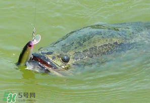 四月份能路亞黑魚嗎？路亞黑魚什么時(shí)間最好？