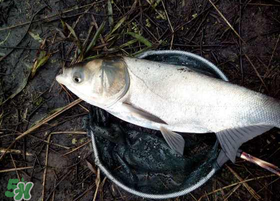 4月份能釣鰱魚嗎？四月份能釣鰱魚嗎？