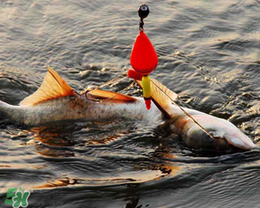 4月份能釣鰱魚嗎？四月份能釣鰱魚嗎？