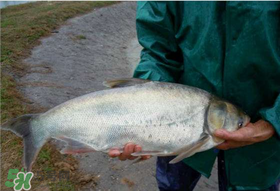 4月份能釣鰱魚嗎？四月份能釣鰱魚嗎？