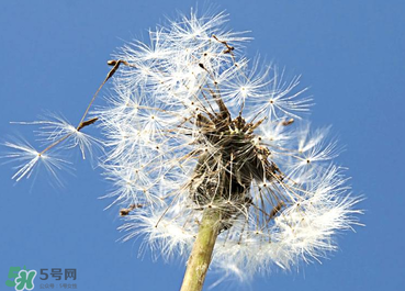 婆婆丁能治糖尿病嗎？婆婆丁可以治糖尿病嗎？