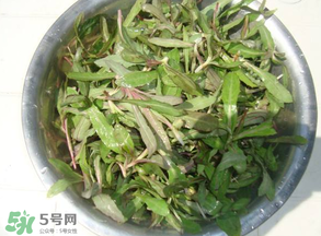 曲曲菜孕婦能吃嗎？孕婦可以吃曲曲菜嗎？