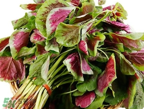 莧菜怎么摘？莧菜怎么處理