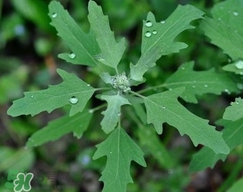 灰菜有毒嗎？不能吃的灰菜圖片