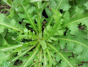 苦苦菜和蒲公英的區(qū)別 苦苦菜和蒲公英有什么區(qū)別？