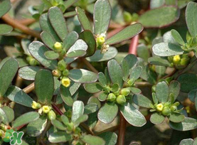馬齒莧能治蕁麻疹嗎？馬齒莧可以治蕁麻疹嗎？