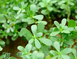 馬齒莧能治蕁麻疹嗎？馬齒莧可以治蕁麻疹嗎？