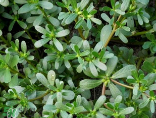 馬齒莧能治前列腺炎嗎？馬齒莧可以治前列腺炎嗎？