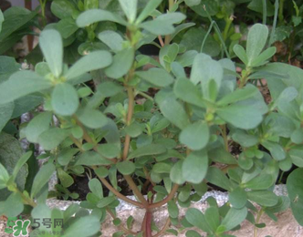馬齒莧能治前列腺炎嗎？馬齒莧可以治前列腺炎嗎？
