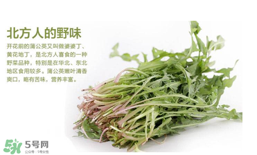 婆婆丁能和枸杞一起泡水喝嗎？婆婆丁枸杞泡水的功效