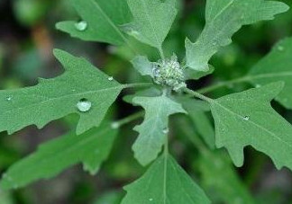 灰菜有毒嗎？不能吃的灰菜圖片