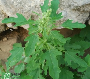 灰灰菜是什么樣子？灰灰菜圖片