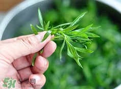 掃帚菜孕婦能吃嗎？孕婦可以吃掃帚菜嗎