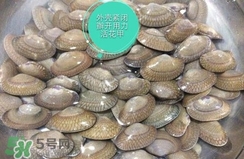 芒果螺怎么清洗？芒果螺怎么吃