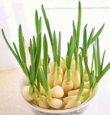 怎么種蒜苗？在家怎么種蒜苗