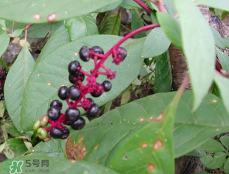 商陸可以吃嗎？商陸能不能吃？