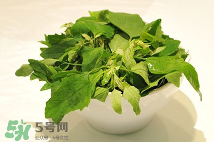 灰灰菜有什么功效？灰灰菜有什么營養(yǎng)價值