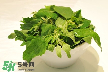 灰灰菜是什么樣子？灰灰菜圖片