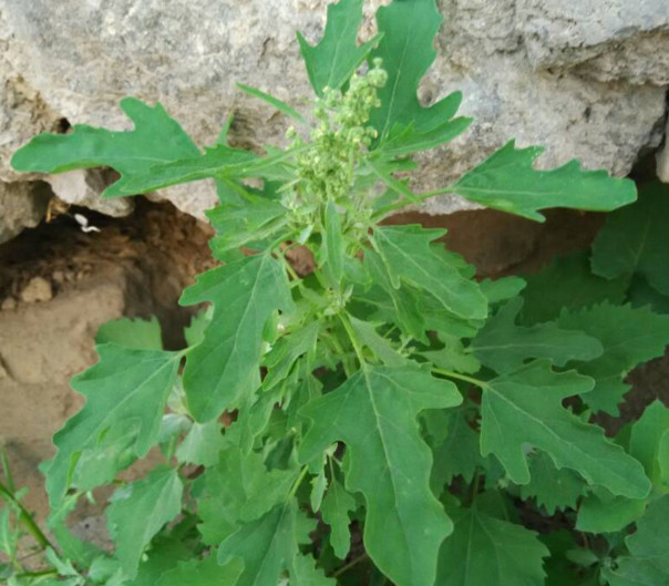 灰菜能生吃嗎？灰菜怎么做好吃