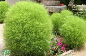 掃帚菜怎么吃？掃帚菜做法