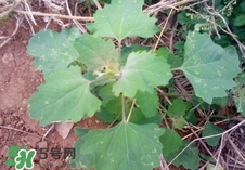 灰灰菜是什么樣子？灰灰菜圖片