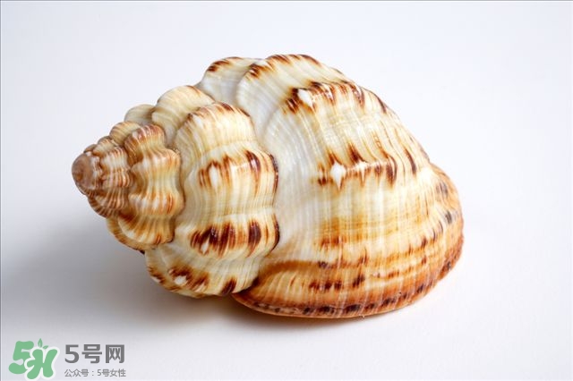 海螺的尾部能吃嗎？海螺的尾巴可以吃嗎