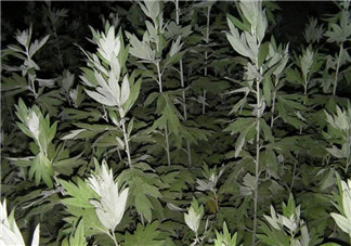 白蒿的食用禁忌 白蒿有什么食用禁忌？
