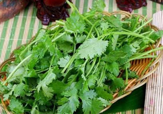 四月份可以種香菜嗎？四月份還能種香萊嗎？