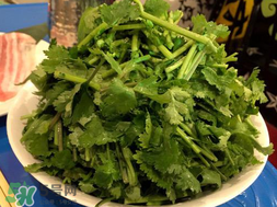 四月份可以種香菜嗎？四月份還能種香萊嗎？
