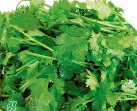 四月份可以種香菜嗎？四月份還能種香萊嗎？