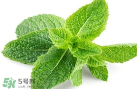 薄荷葉能生吃嗎？薄荷葉可以生吃嗎