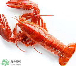 龍蝦怎么養(yǎng)不會死？大龍蝦怎么養(yǎng)不會死？
