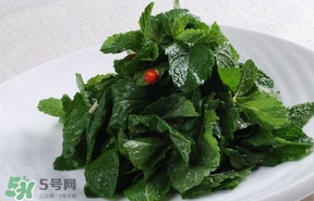 薄荷葉在哪兒買？新鮮的薄荷葉哪里買