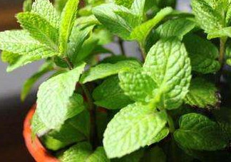 薄荷能放臥室嗎？薄荷能不能放臥室
