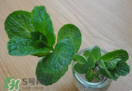 薄荷怎么養(yǎng)？薄荷怎么養(yǎng)才能爆盆